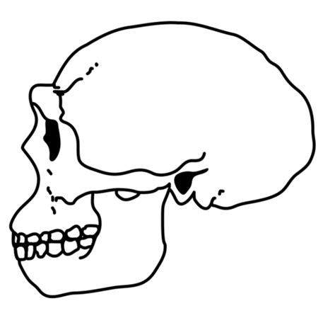 Homo Erectus Clipart 10 Free Cliparts Download Images On Clipground 2023