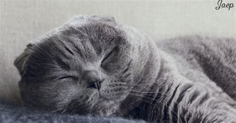 Scottish Fold Cats Meow Charlotte Inspiration Animals Biblical