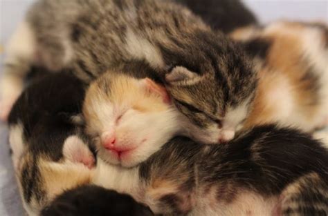 Soft Kitty Warm Kitty These Five Kittens Born In Foster Care Will Warm