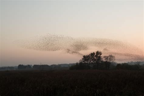 Your Questions About This Weekends Debut Murmuration Festival