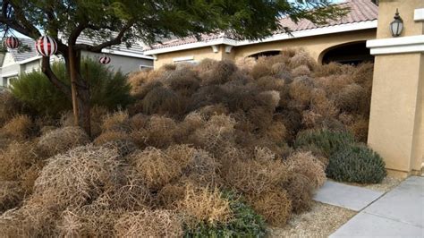 sea of tumbleweeds buries california town trapping residents in their homes cbc radio