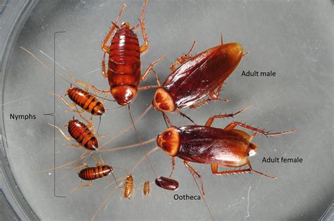 Cockroach Life Cycle And Stages Egg Nymph Adult