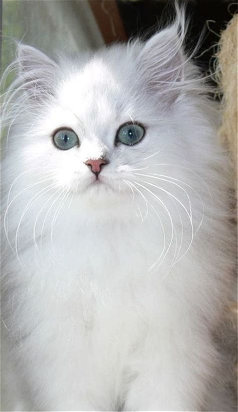 White Persian Cat With Blue Eyes Persiancateyes Persiancatwhite