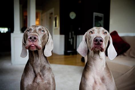 2 Weimaraners By Image By Erin Vey