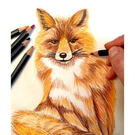 My Fox Illustration Watercolor pencil illustration Raposa ilustração lápis de cor