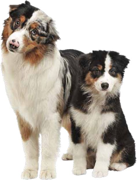 Australian Shepherd For Sale Aussies For Sale Buy Mini Aussies