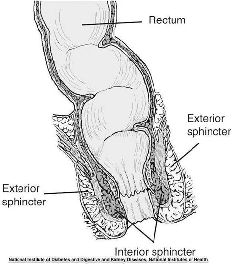 Herman Wallace Pelvic Rehabilitation Continuing Education The Pelvic Rehab Report Rectal