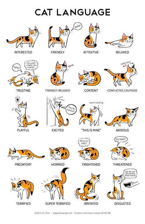 Body Language in Cats and Dogs