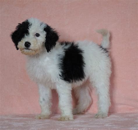 F1b Sheepadoodle For Sale Baltic Oh Male Prince Check Out Our Video Ac Puppies Llc
