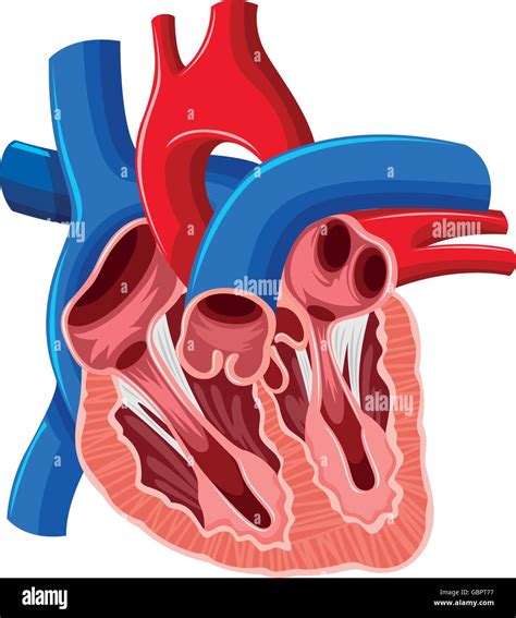 Dentro Del Diagrama Del Corazón Humano Ilustración Imagen Vector De