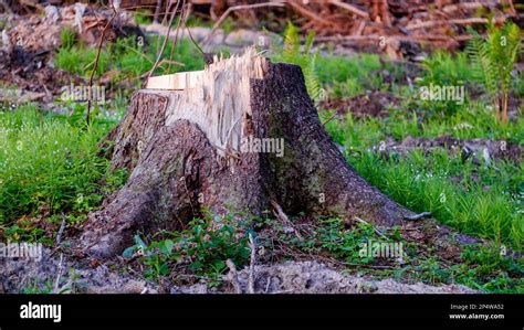 Logging Old Growth Forest Hi Res Stock Photography And Images Alamy