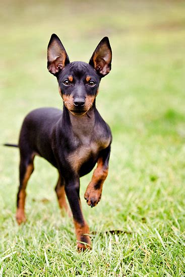 english toy terrier black tan breed guide learn   english toy terrier black tan