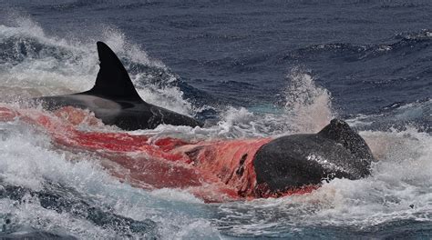 Unprecedented Images Show Australian Orcas Hunting And Killing Rare