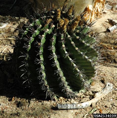 I'll summarize the information and write about it in the next post. California barrel cactus, Ferocactus cylindraceus var ...
