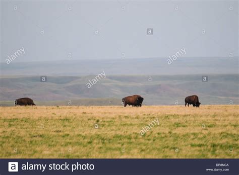 Plains Bison In Grasslands National Park Saskatchewan Canada Stock