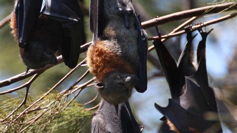 Flying Fox Roost Causing A Stink In Figtree Illawarra Mercury