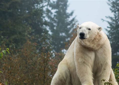 Polar Bear Habitat Town Of Cochrane