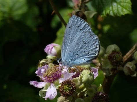 Holly Blue Durlston East Dorset Butterflies