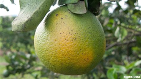 University Of Florida Awarded 45mm To Fight Citrus Greening Produce