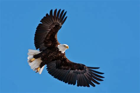 Scott Evers Photography The Majestic Bald Eagle