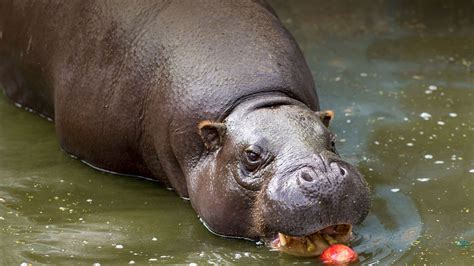Not Only Is The Pygmy Hippo Much Smaller Than The Common River Hippo