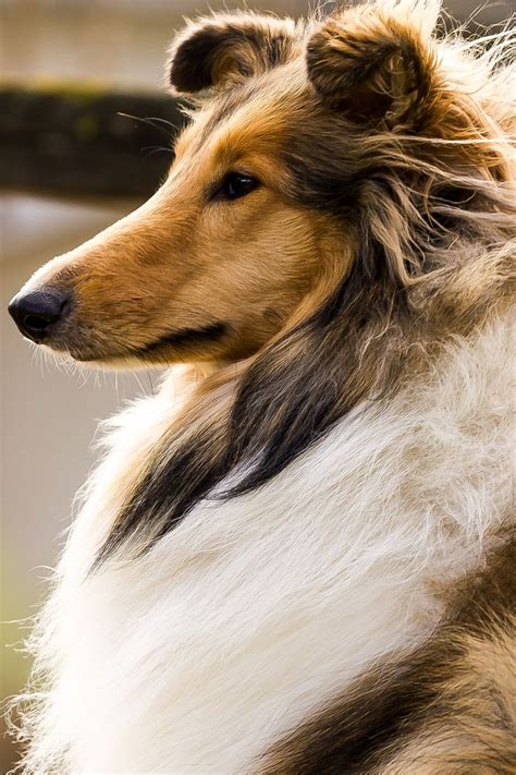 10 Best Group Rough Collies Aka Lassie Best Dog Breed Ever