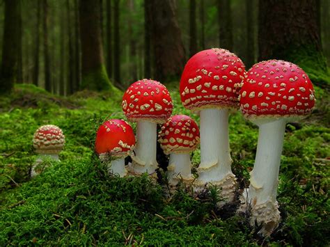 Free Download Wallpapers Unlimited Beautiful And Colorful Mushrooms