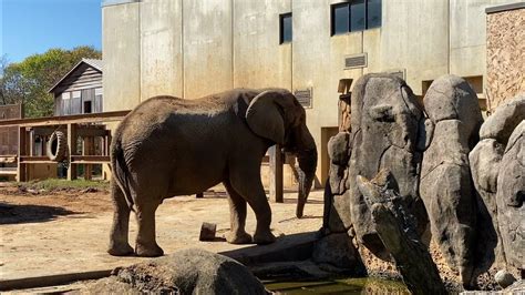 Tonka And Cole Zoo Knoxville African Elephant Habitat Youtube