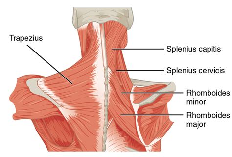 Músculos Del Cuello Clasificación Y Funciones Lifeder