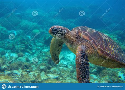 Sea Turtle Closeup Endangered Marine Turtle Underwater
