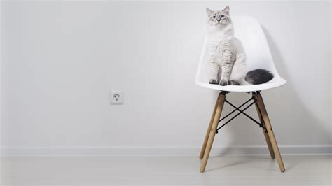 Cat Sitting On Chair Image Free Stock Photo Public Domain Photo