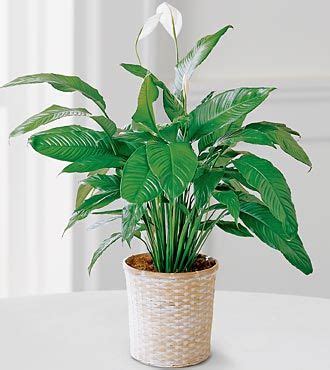 Check spelling or type a new query. FTD Peace Lily Plant - Same Day Delivery - Flowers Fast
