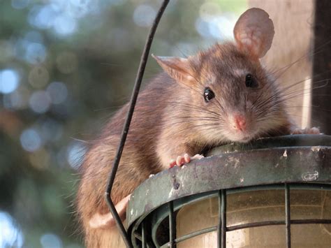 How Dangerous Are Rats In Your House Pestcontrolkitchenerca