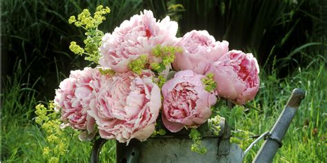 Jan 22, 2021 · cultivated in asia for more than a thousand years and developed further by the french, the peony is available in two main types, the herbaceous and the tree peony (the latter's flowers don't last as long when cut). 12 Facts About Peonies - History Of The Peony Flower