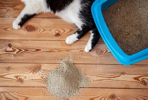 Gary has a good appetite,every meal he eats more than cathy. Why Is My Cat Suddenly Pooping Outside The Litter Box?