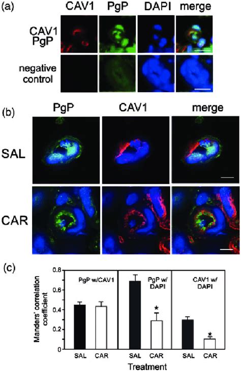 Pip Decreases Nuclear Pgp And Cav1 A Representative Download