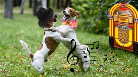 Funny Dogs Dance To Music Like Dancer Funny Pets Compilation Youtube