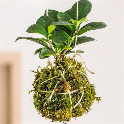 Kokedama Is A Type Of Bonsai Which Is As An Zen Art In Japan The