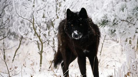 1920x1080 Black Wolf Wallpapers Hd Cool Phone Backgrounds Amazing Best