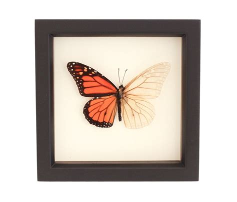 Monarch Half Skeleton Butterfly Butterfly Wall Art Monarch