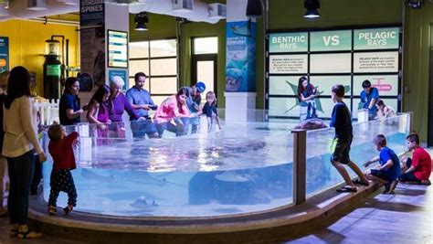 Touch Pools At Odysea Aquarium In Scottsdale Az Seafood Tank Public