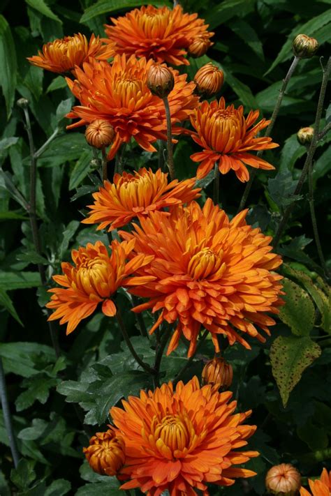 Chrysanthemum Dixter Orange Chrysanthemum Plant Chrysanthemum