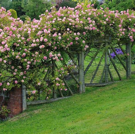 Climbing Roses On Fence A Guide For Beginners Song Of Roses