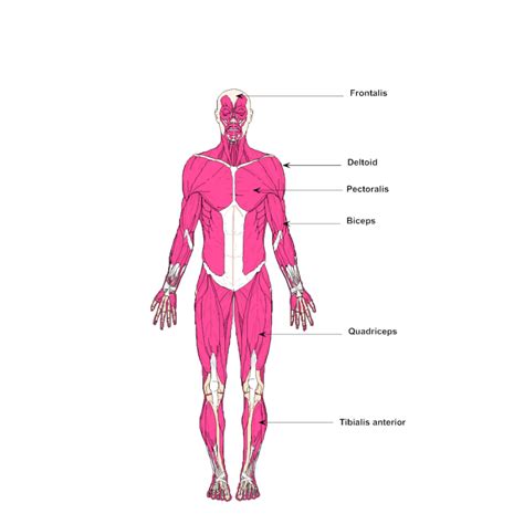 Labeled Muscular System Diagram