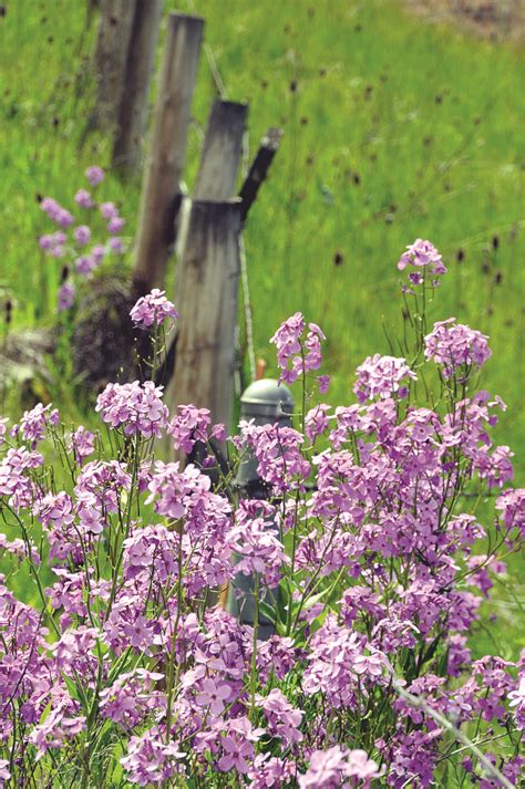 Now however more people are concerned with it's survival in the wild, with missouri prohibiting it's harvest in parks, forests, and along highways. Fenceline Bouquet | Idaho County Free Press