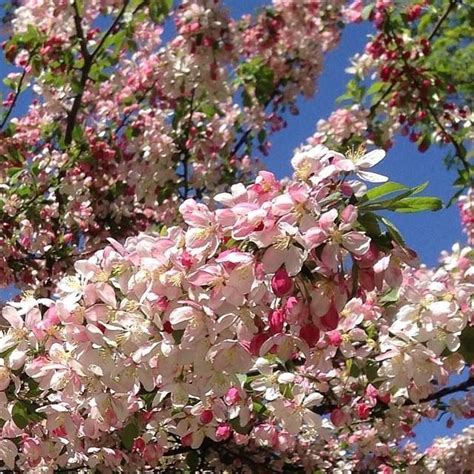 Blossoms Crabapple Tree Spring Blossom Red Peppercorn Pond Awesome