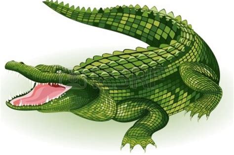 Vector Illustration Of A Crocodile On White Background Free Images At