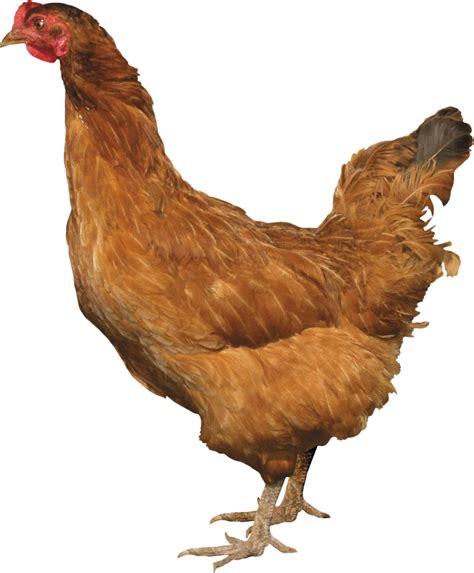 Chicken Png Images Free Chicken Picture Download