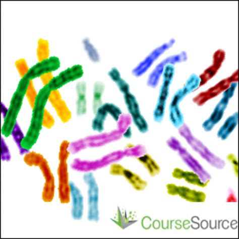 Qubes Resources Homologous Chromosomes Exploring Human Sex Chromosomes Sex Determination