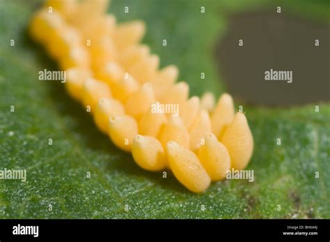 Beetle Eggs Hi Res Stock Photography And Images Alamy